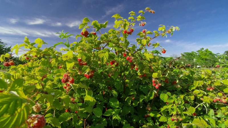 Rubus ideaus (Himbeere) (L)