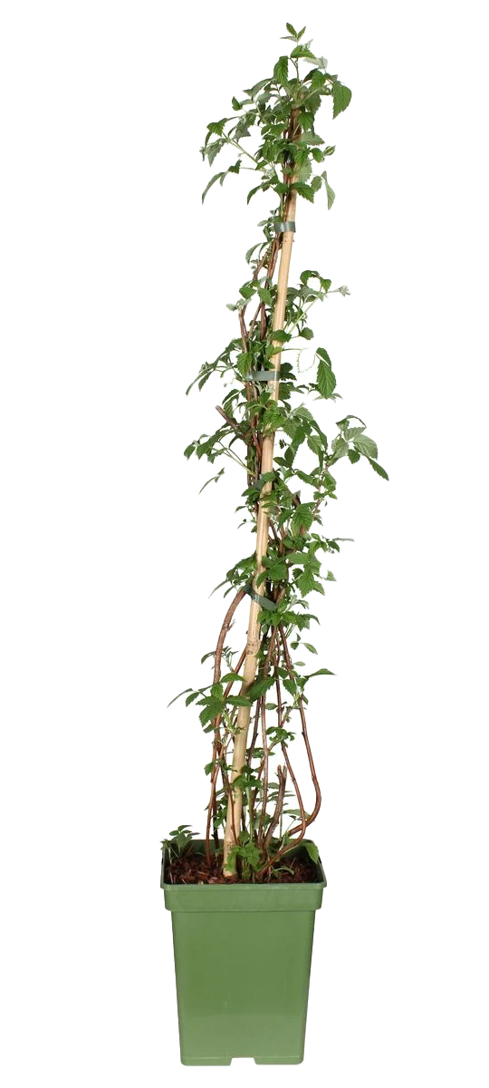 Rubus ideaus (Himbeere) (L)
