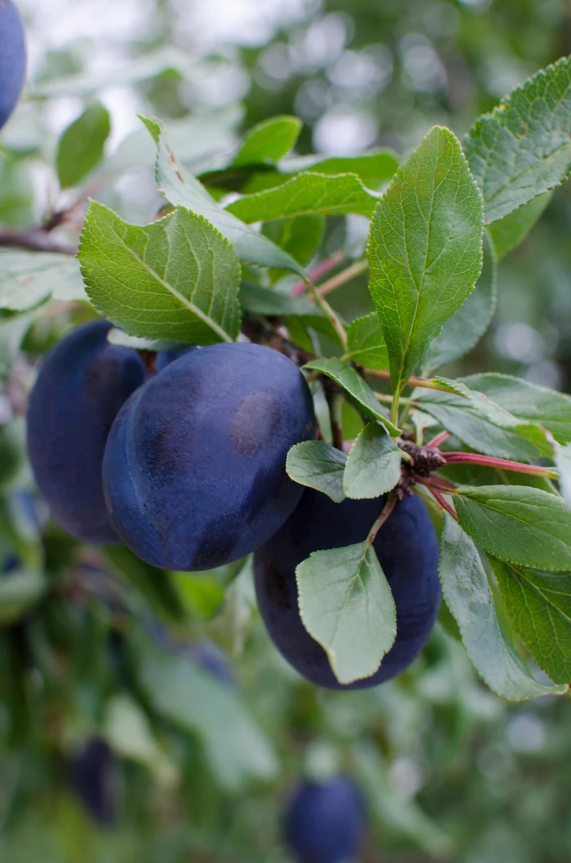 Pflaumenbaum (Prunus domestica 'Hauszwetsche') (L)