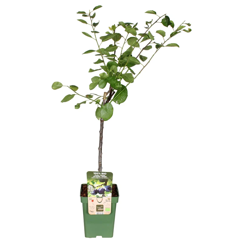 Pflaumenbaum (Prunus domestica 'Hauszwetsche') (L)