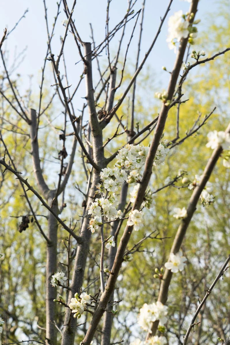 Pflaumenbaum (Prunus domestica 'Hauszwetsche') (L)