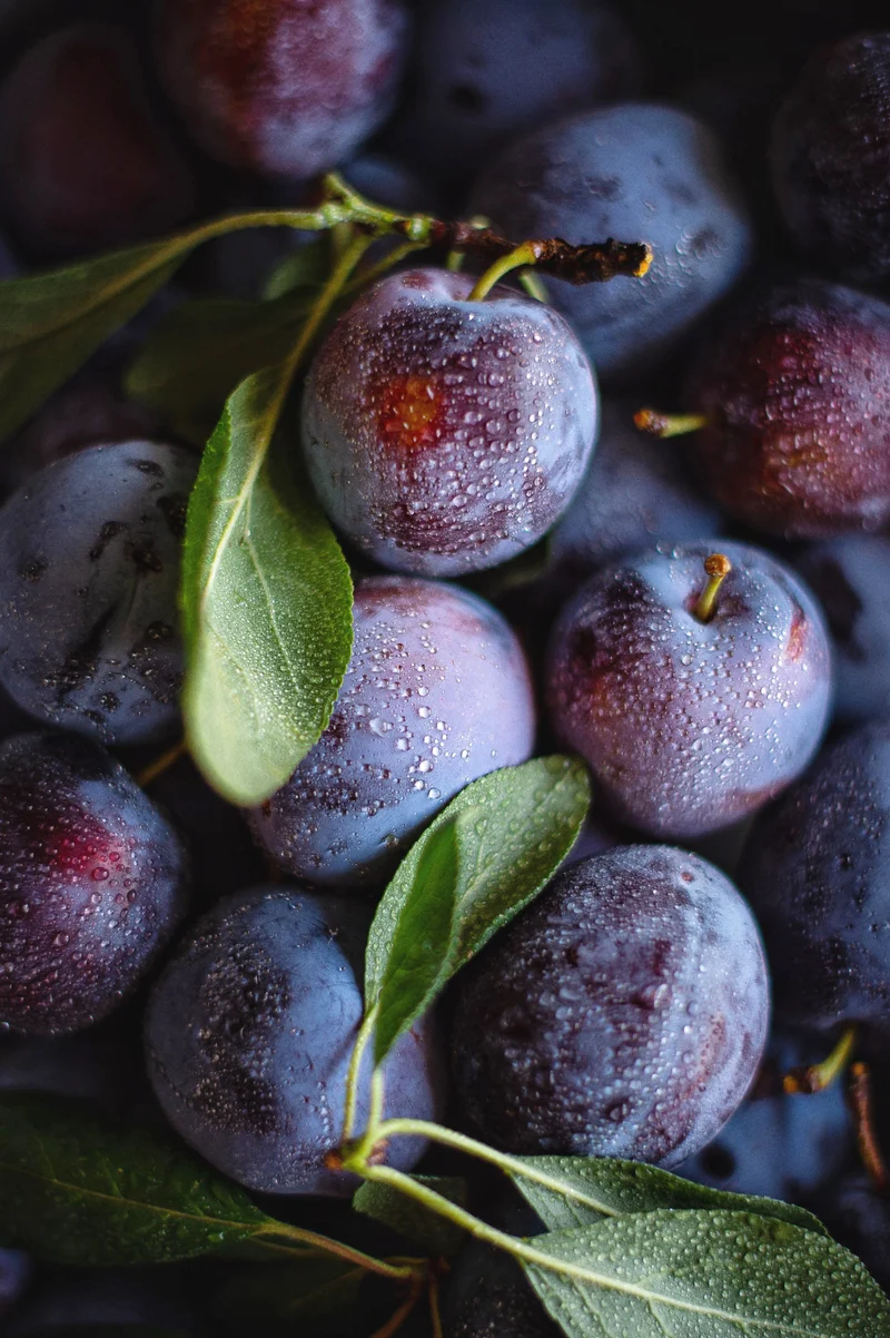 Pflaumenbaum (Prunus domestica 'Hauszwetsche') (L)