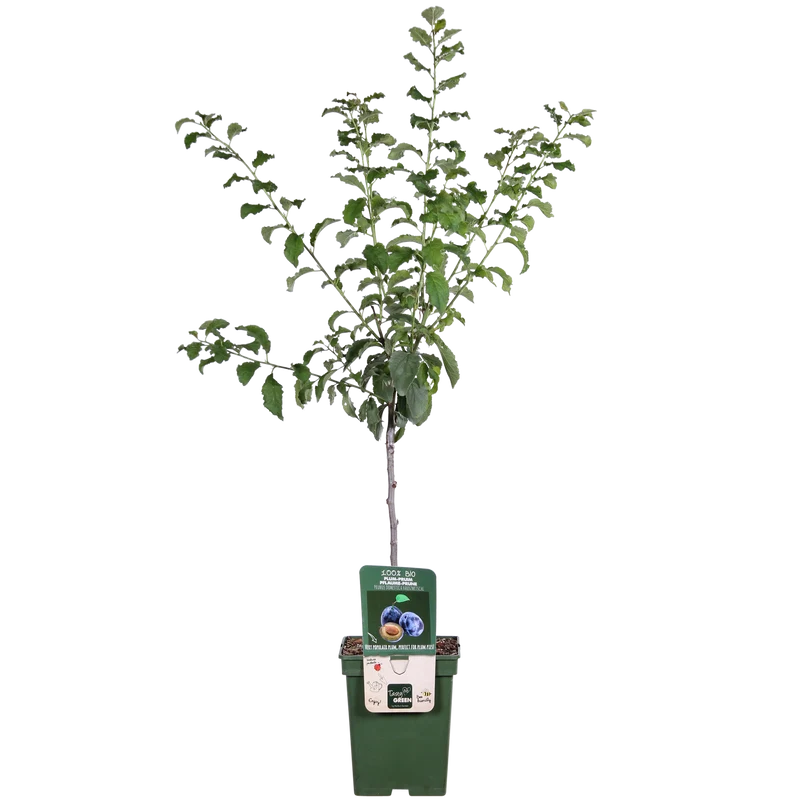 Pflaumenbaum (Prunus domestica 'Hauszwetsche') (L)