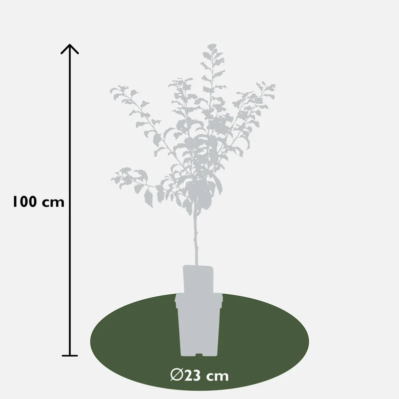 Pflaumenbaum (Prunus domestica 'Hauszwetsche') (L)