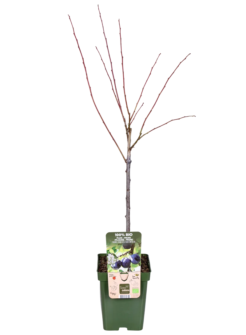 Pflaumenbaum (Prunus domestica 'Hauszwetsche') (L)