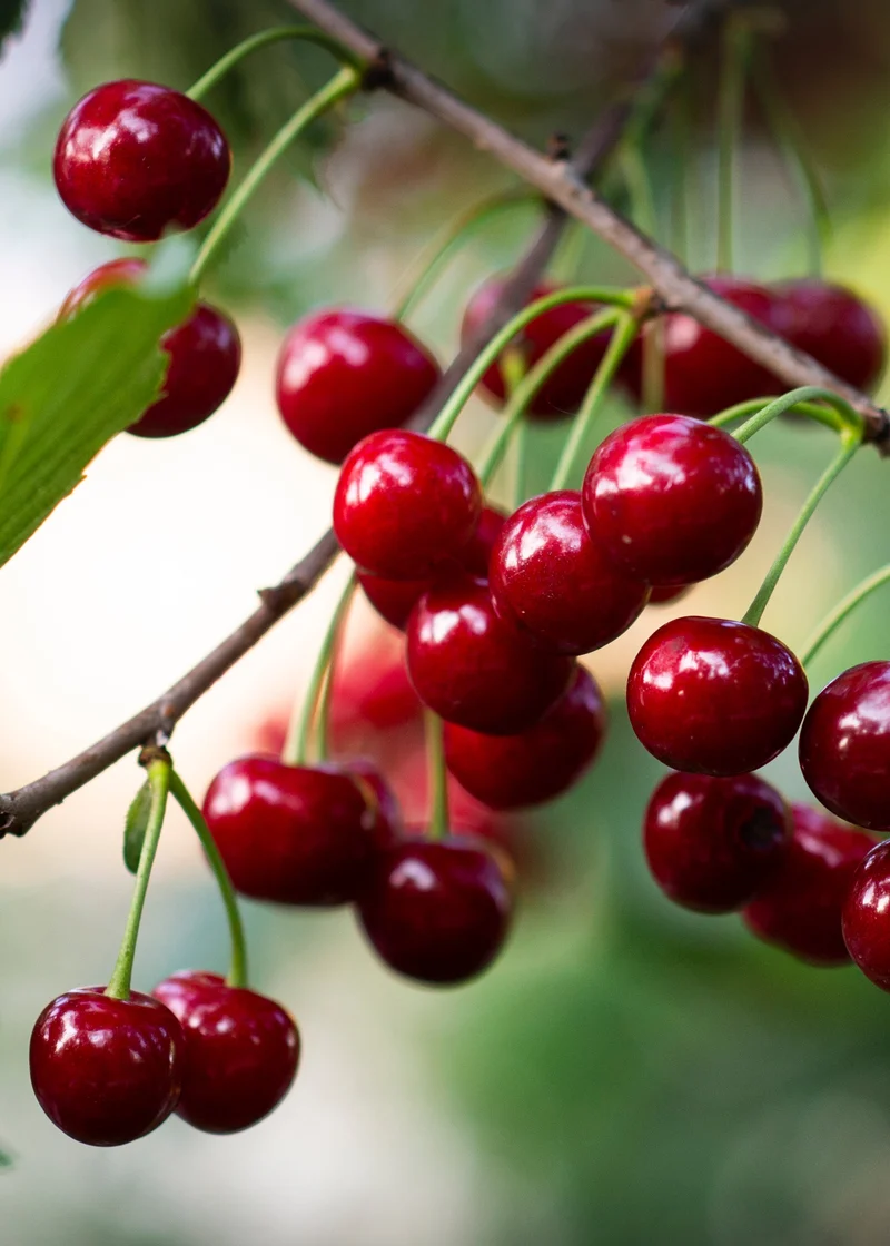 Kirschbaum (Prunus avium 'Regina') (L)