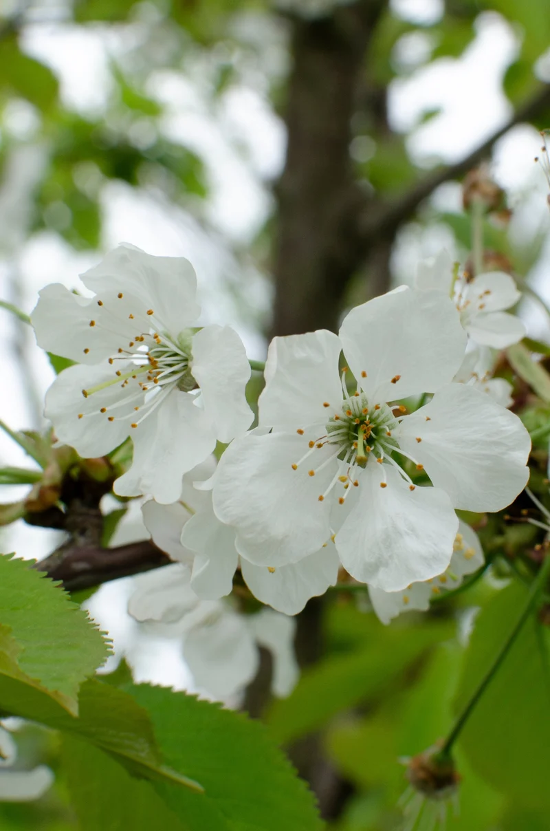 Kirschbaum (Prunus avium 'Regina') (L)