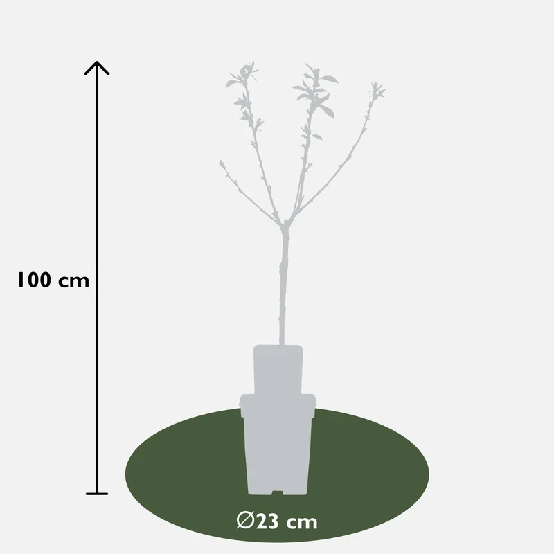 Kirschbaum (Prunus avium 'Regina') (L)