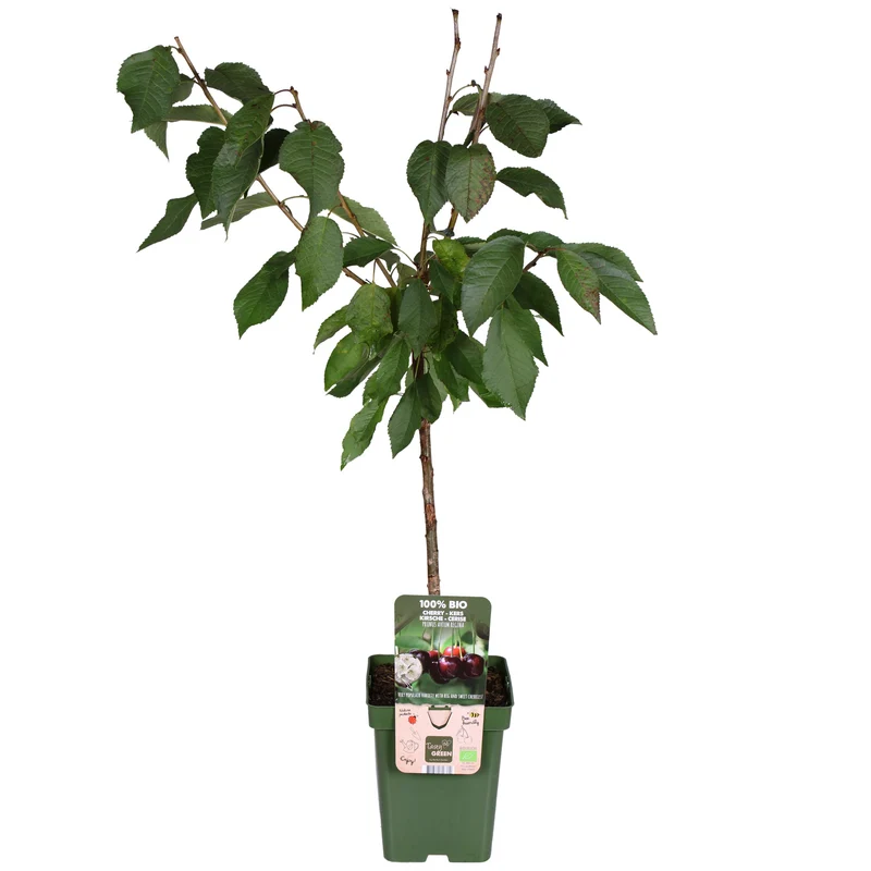Kirschbaum (Prunus avium 'Regina') (L)