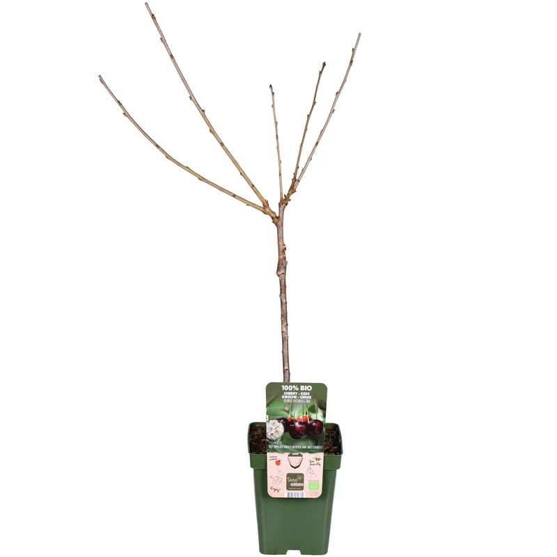 Kirschbaum (Prunus avium 'Regina') (L)