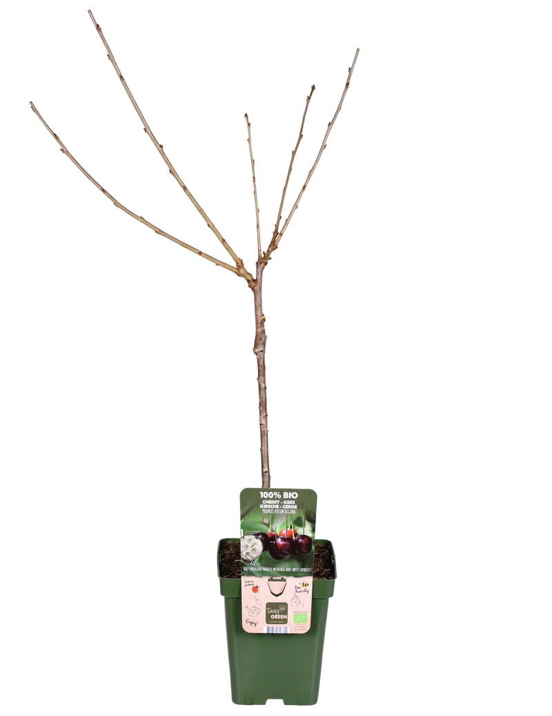 Kirschbaum (Prunus avium 'Regina') (L)