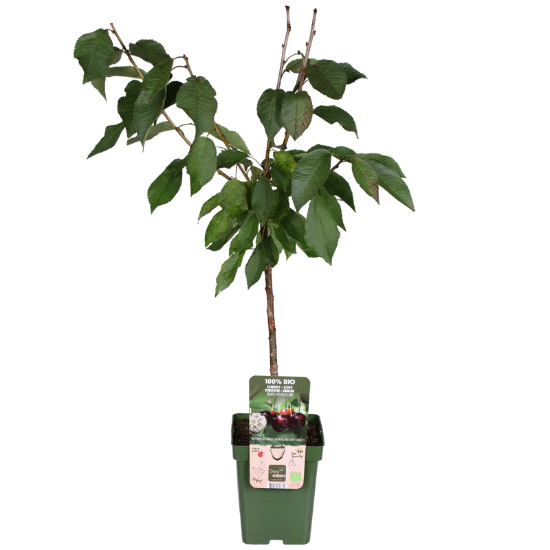 Kirschbaum (Prunus avium 'Regina') (L)
