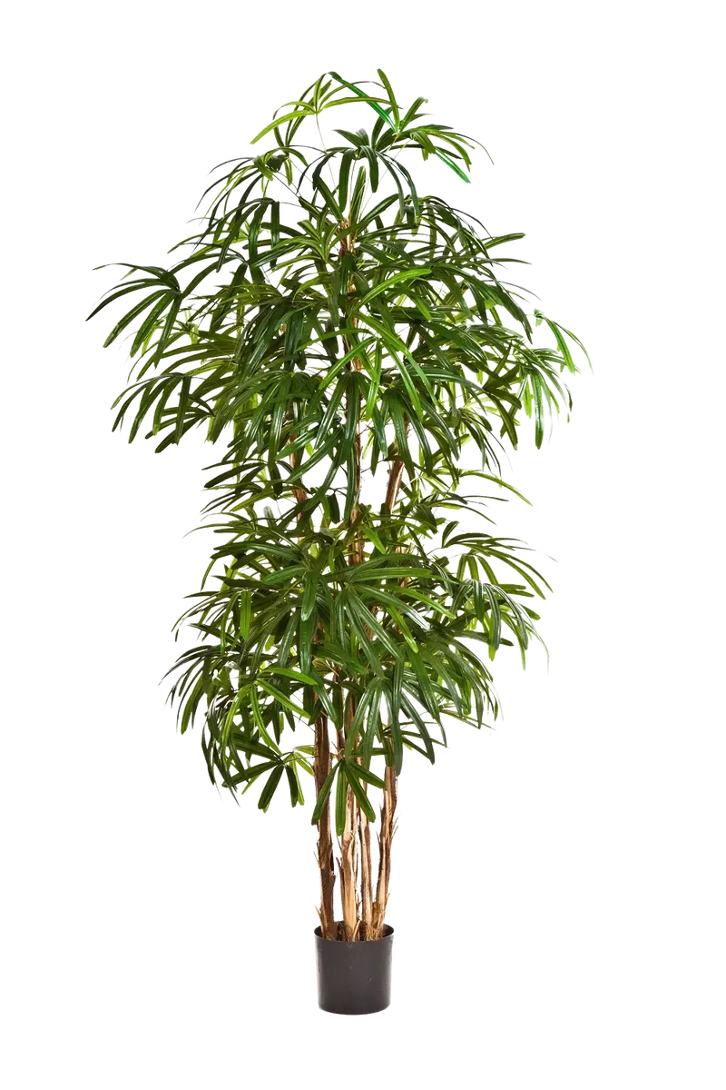 Künstliche Steckenpalme - Nela | 200 cm