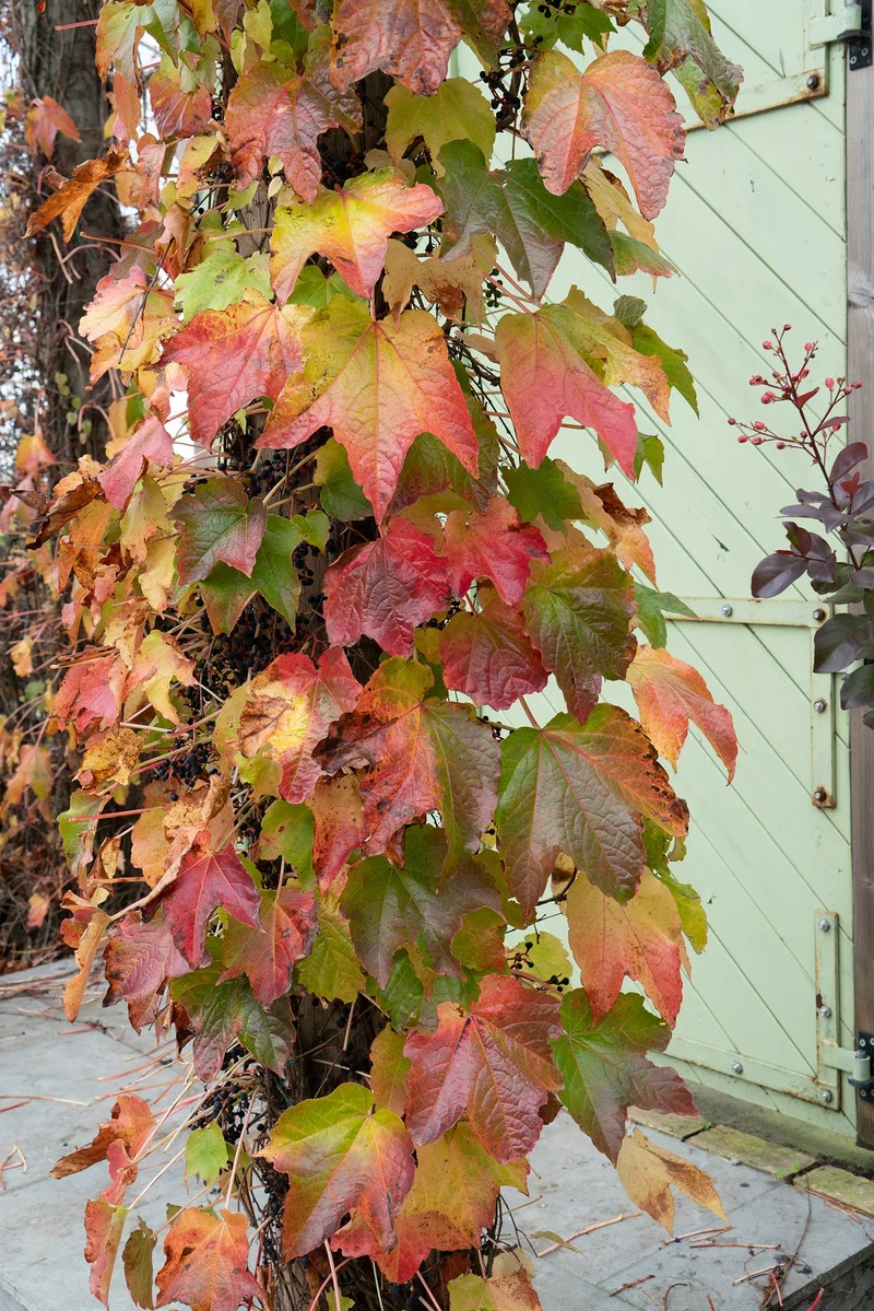 Parthenocissus tricuspidata 'Green Spring' (M)