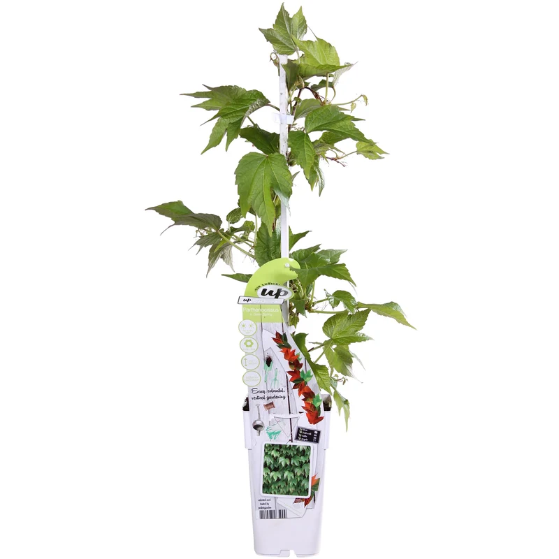 Parthenocissus tricuspidata 'Green Spring' (M)