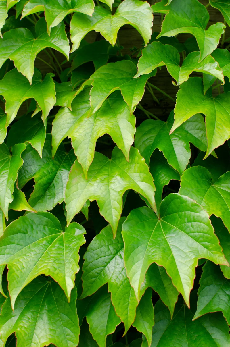 Parthenocissus tricuspidata 'Green Spring' (M)