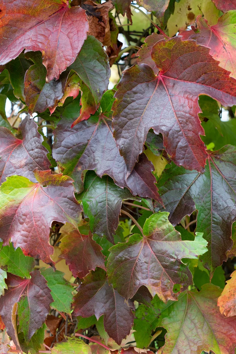 Parthenocissus tricuspidata 'Green Spring' (M)