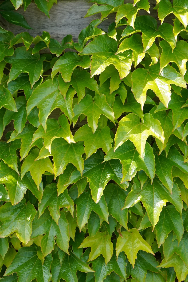 Parthenocissus tricuspidata 'Green Spring' (M)