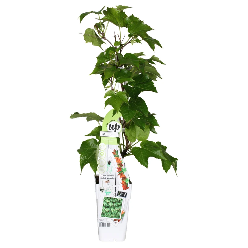 Parthenocissus tricuspidata 'Green Spring' (M)
