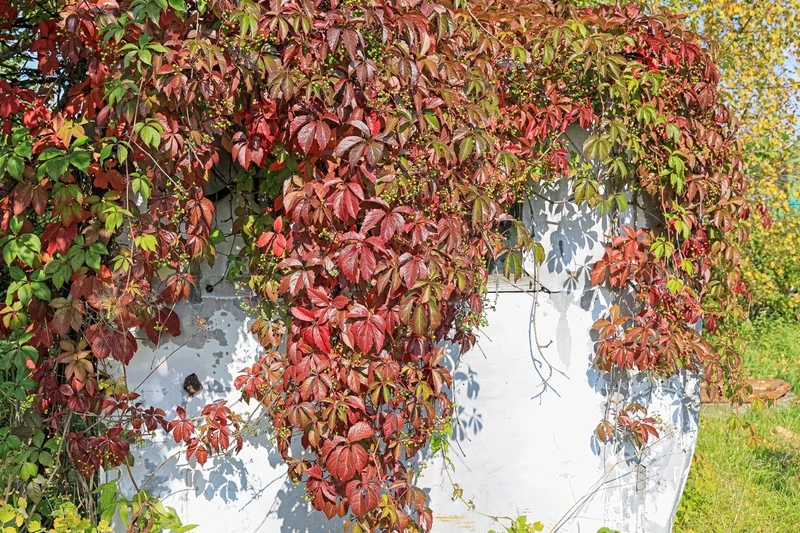 Parthenocissus henryana (M)
