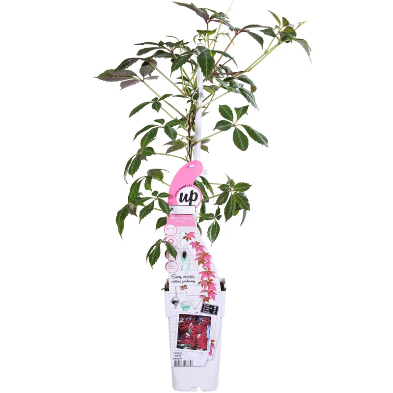 Parthenocissus henryana (M)