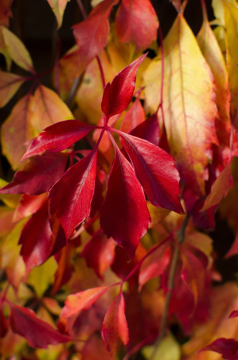 Parthenocissus henryana (M)