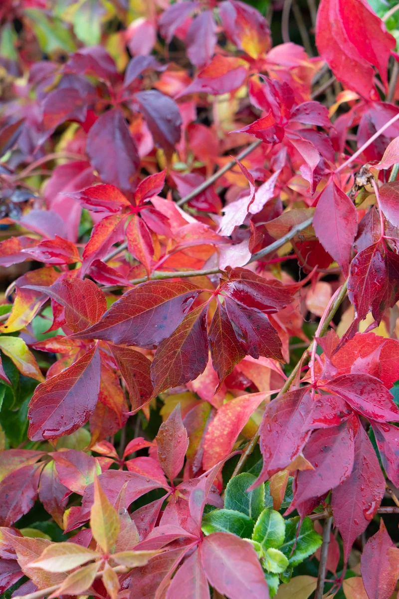 Parthenocissus henryana (M)