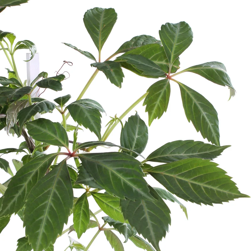 Parthenocissus henryana (M)