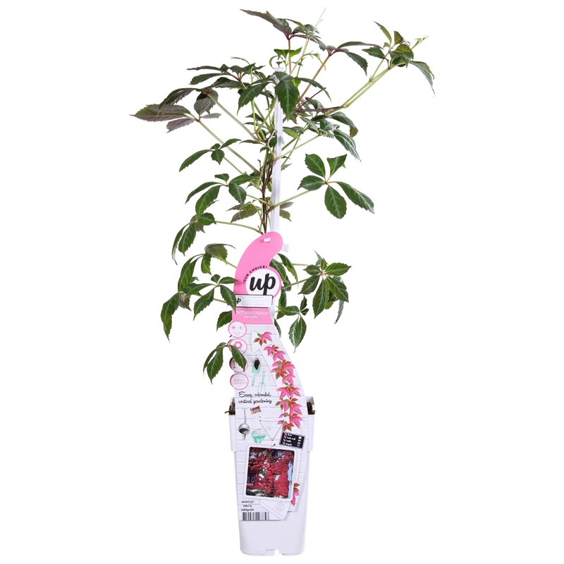 Parthenocissus henryana (M)