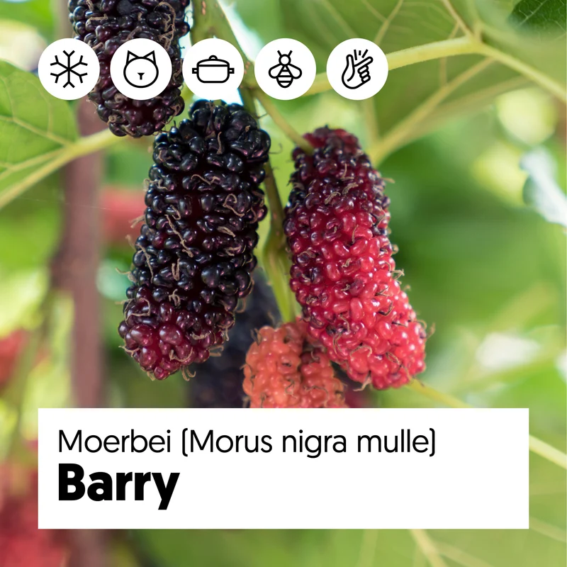 Morus Nigra Mulle (Maulbeere) (M)