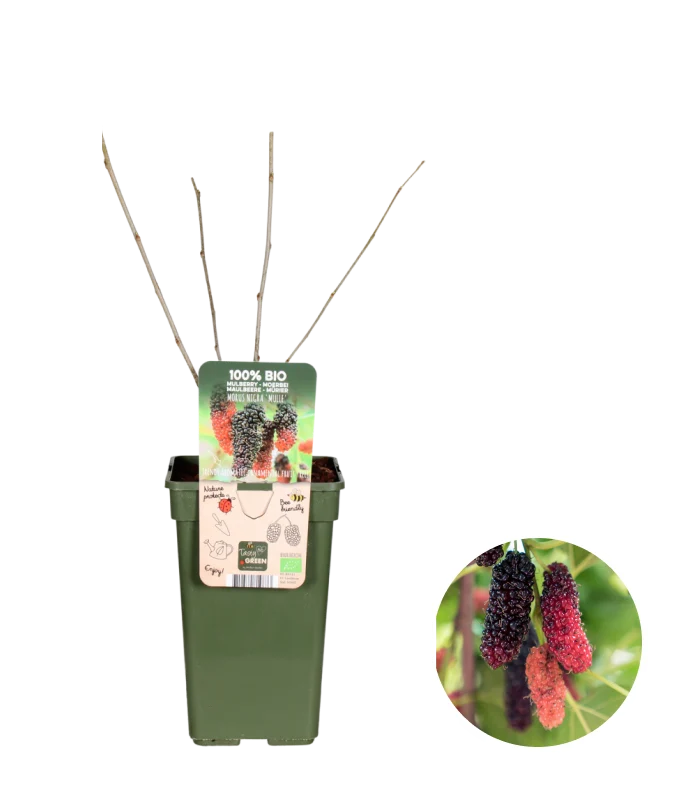 Morus Nigra Mulle (Maulbeere) (M)