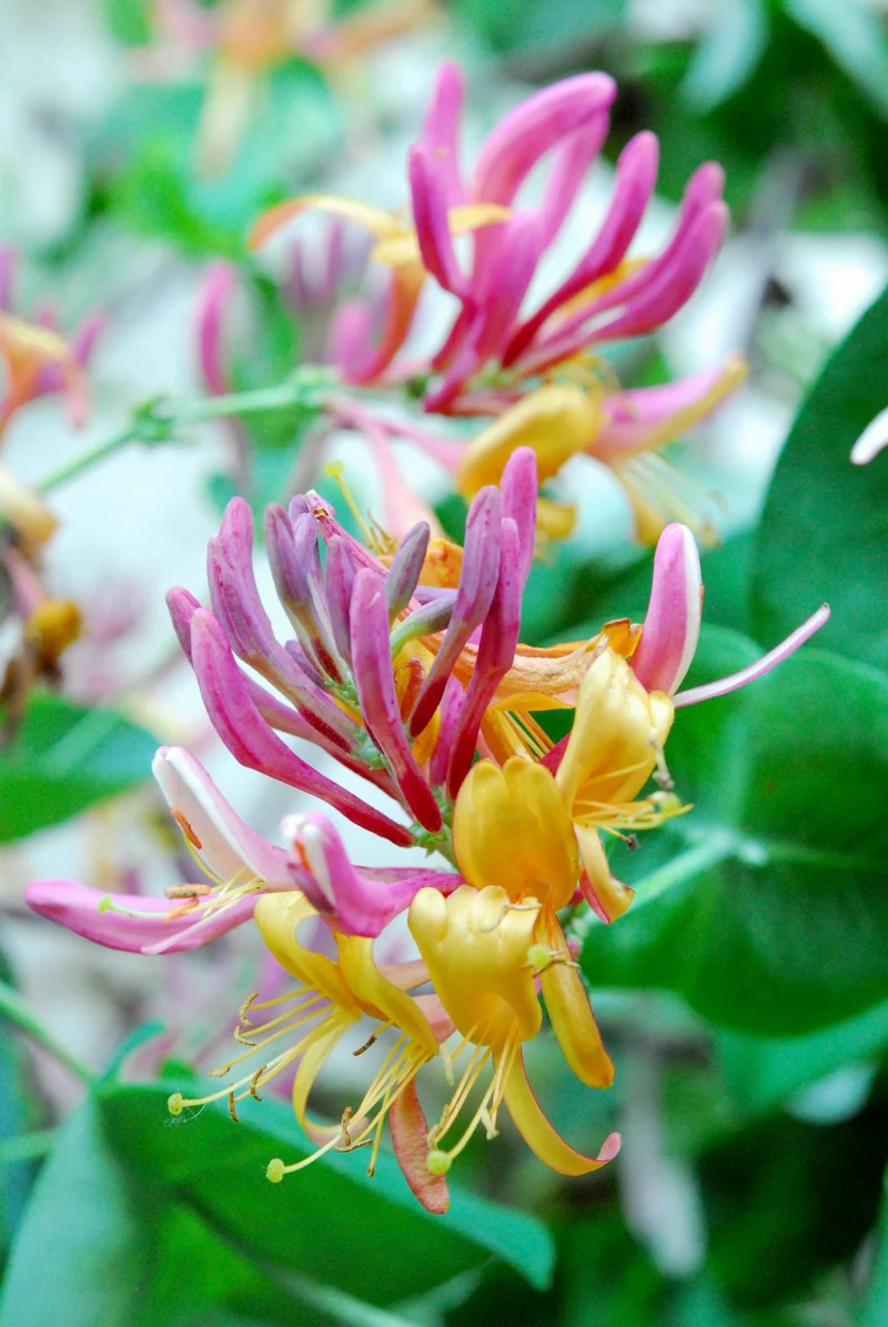 Lonicera heckrottii 'Goldflame' (M)