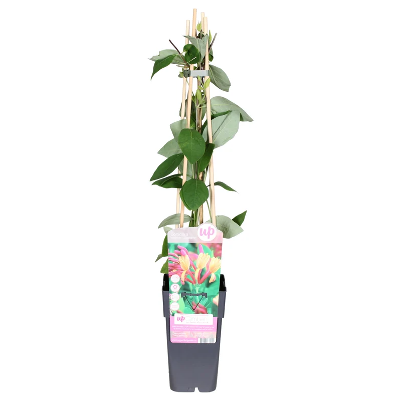 Lonicera heckrottii 'Goldflame' (M)