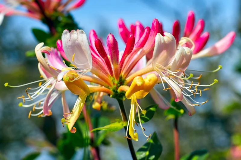 Lonicera heckrottii 'Goldflame' (M)