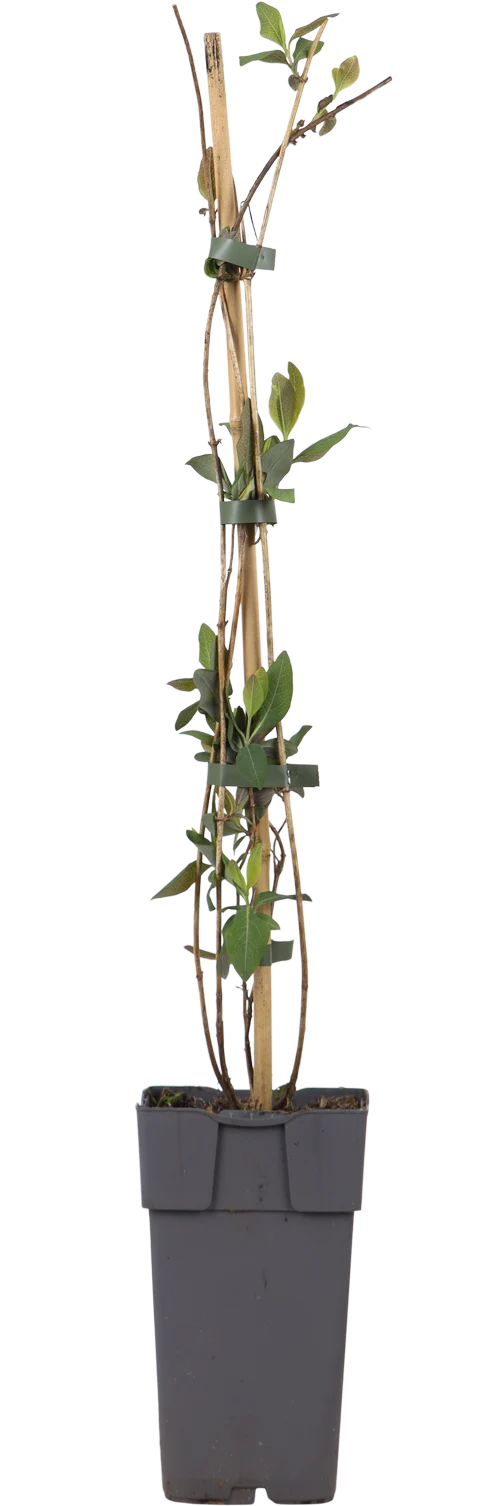 Lonicera heckrottii 'Goldflame' (M)