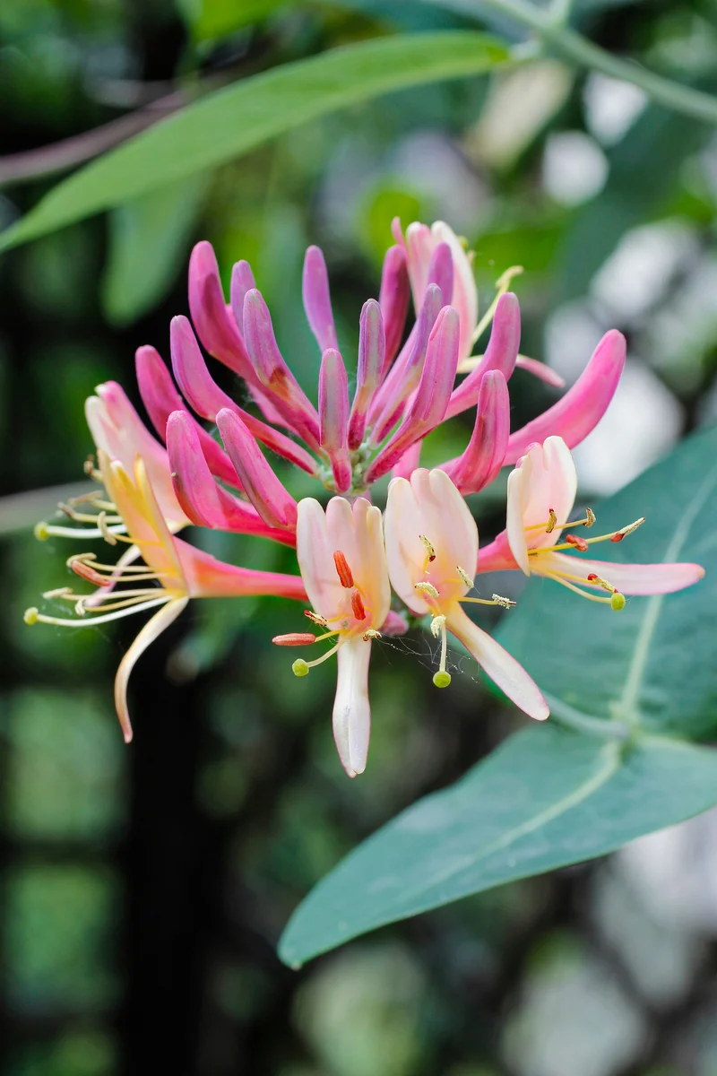 Lonicera periclymenum 'Belgica' (M)