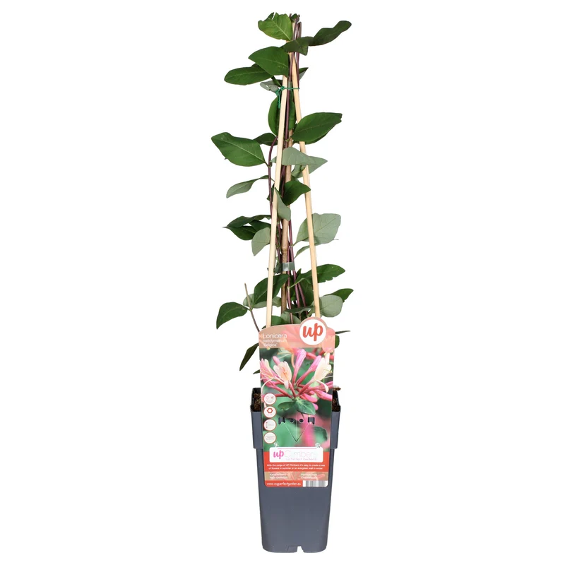 Lonicera periclymenum 'Belgica' (M)