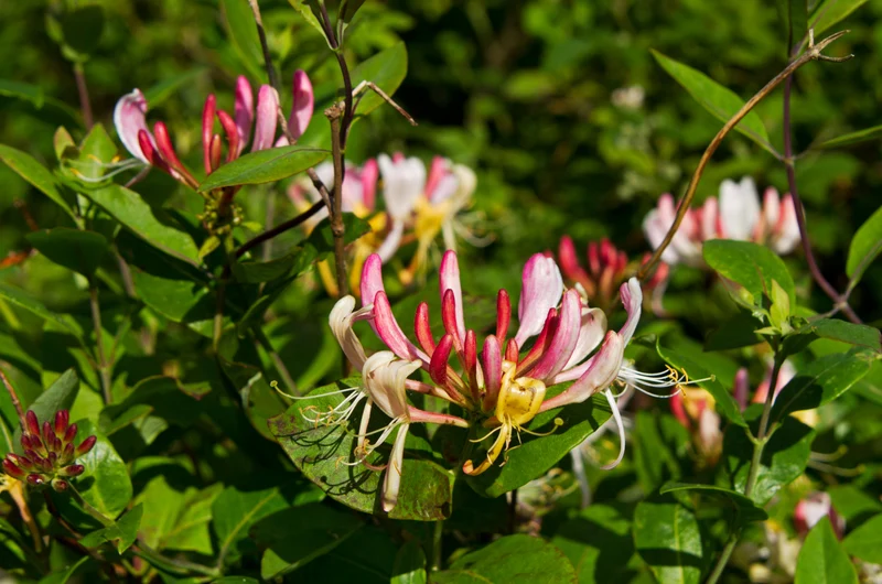 Lonicera periclymenum 'Belgica' (M)