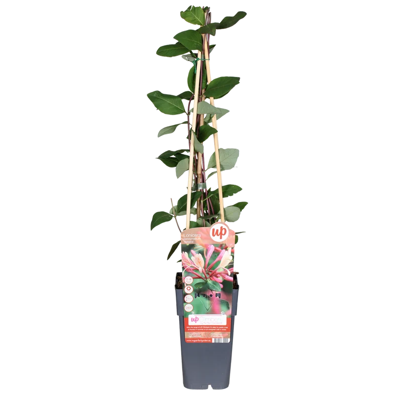 Lonicera periclymenum 'Belgica' (M)