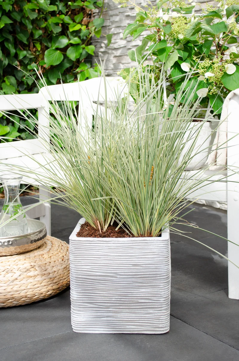 Lomandra longifolia 'White Sands' (M)
