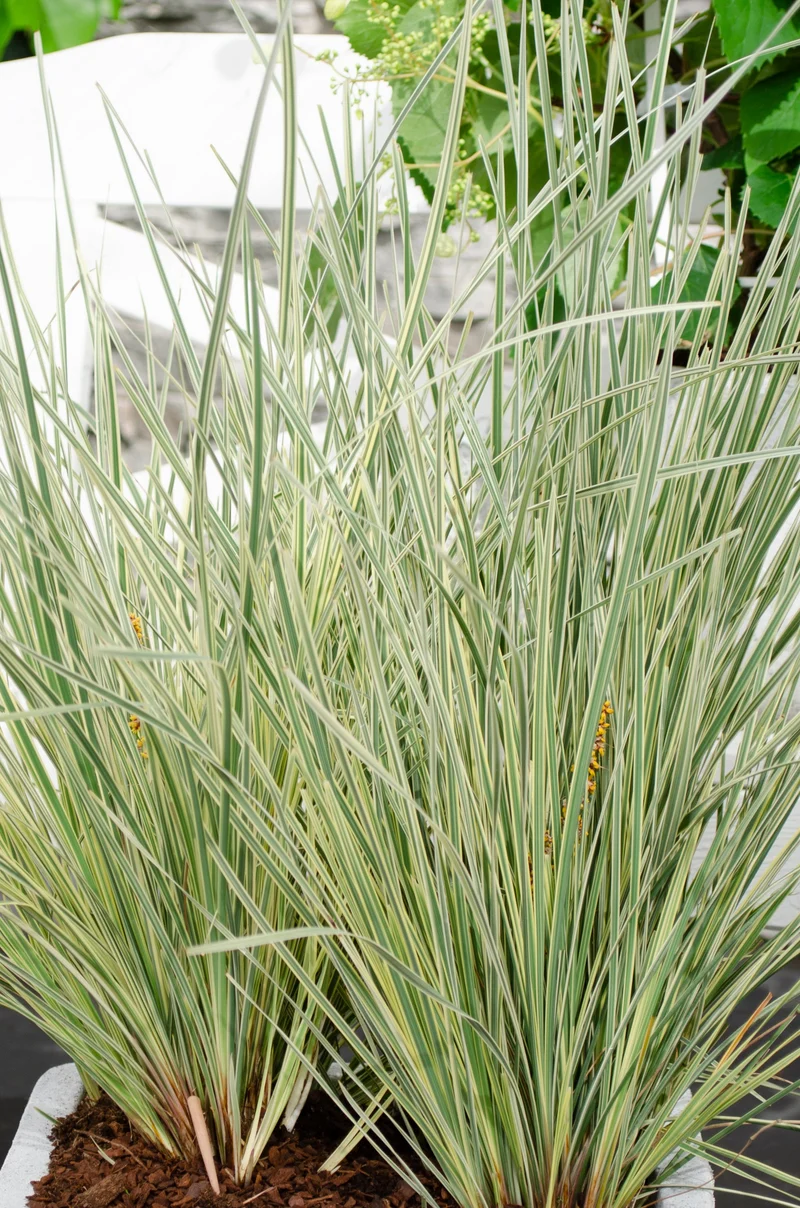Lomandra longifolia 'White Sands' (M)