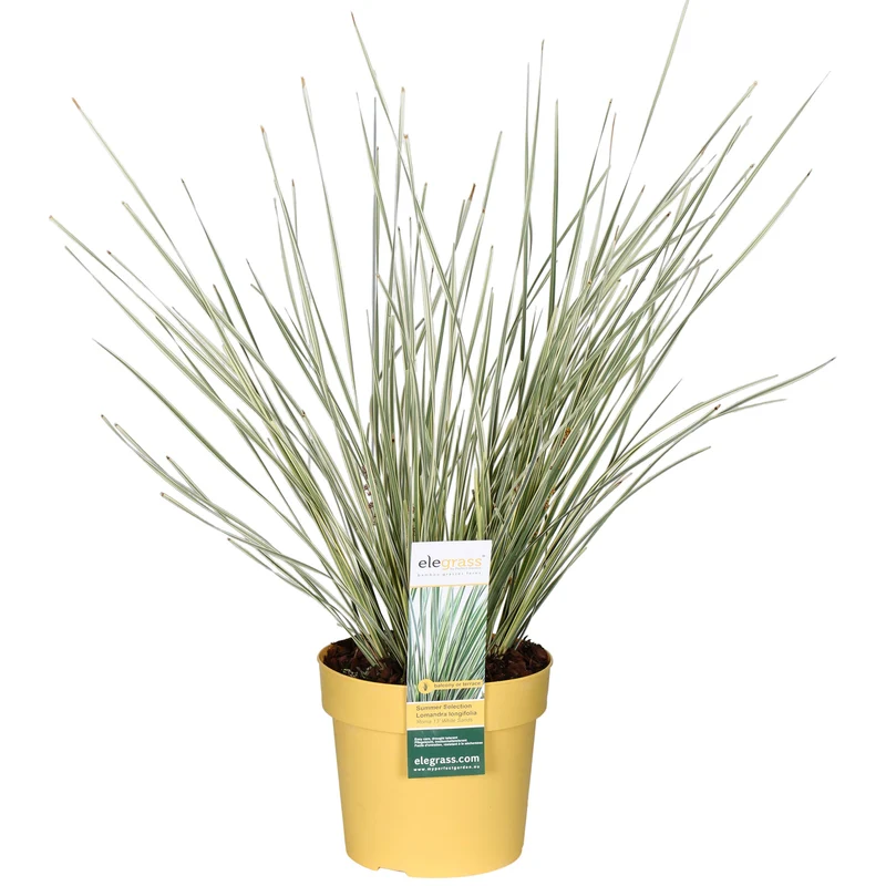 Lomandra longifolia 'White Sands' (M)