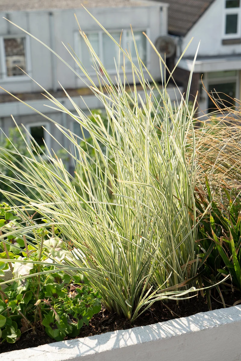 Lomandra longifolia 'White Sands' (M)