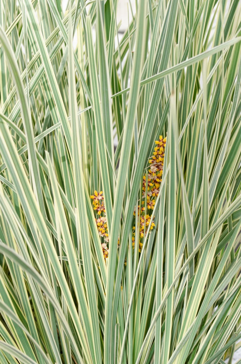 Lomandra longifolia 'White Sands' (M)