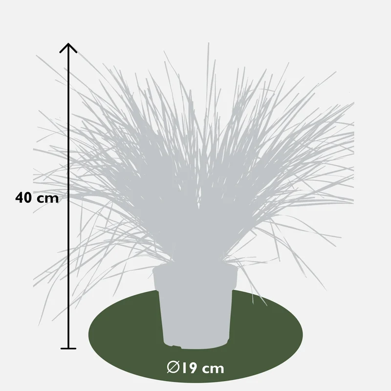 Lomandra longifolia 'White Sands' (M)