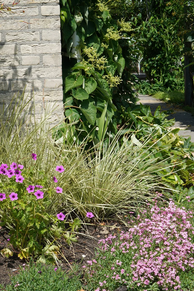 Lomandra longifolia 'White Sands' (M)