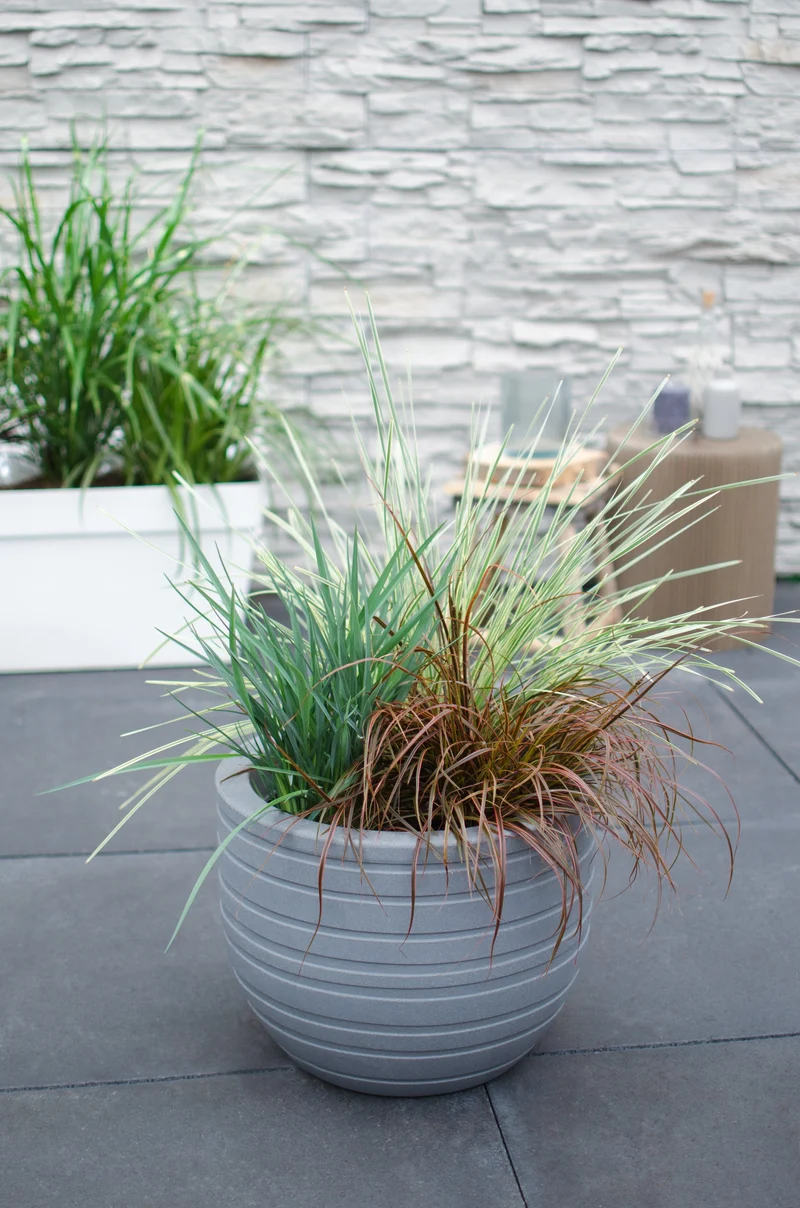 Lomandra longifolia 'White Sands' (M)