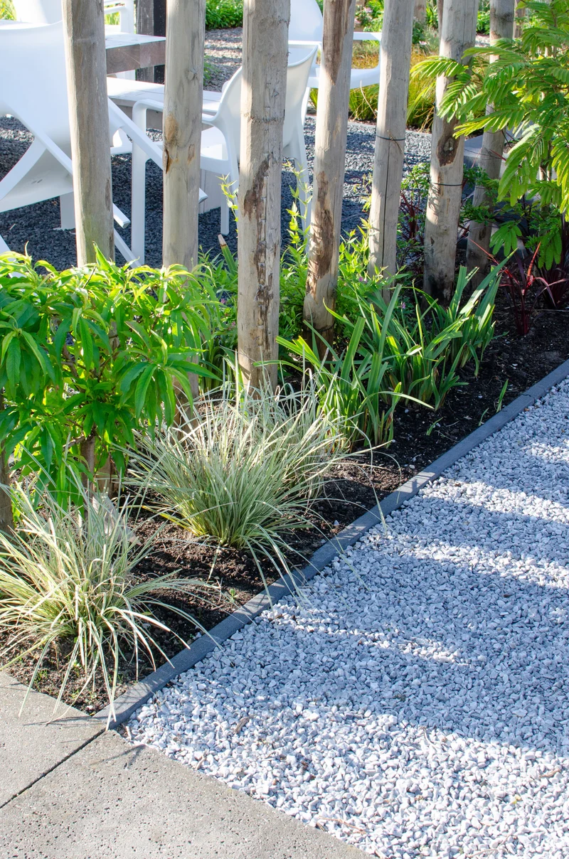 Lomandra longifolia 'White Sands' (M)