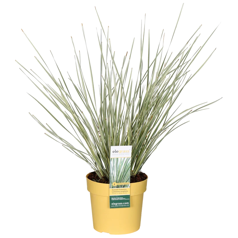 Lomandra longifolia 'White Sands' (M)