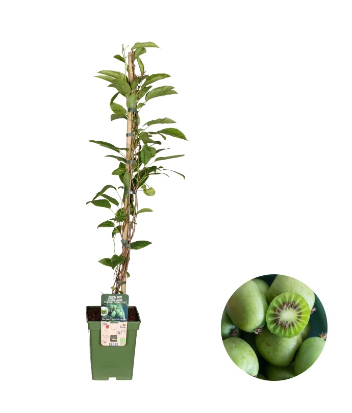 Actinidia (Kiwibeere) (L)